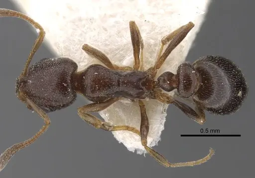 Cardiocondyla stambuloffii - CASENT0917364