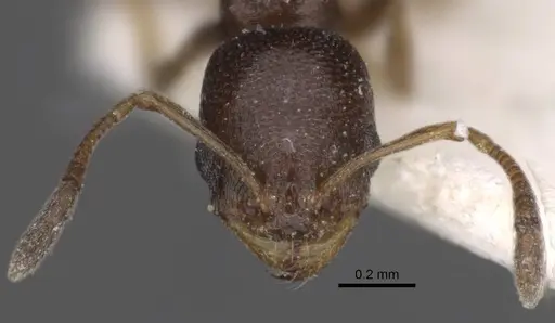 Cardiocondyla stambuloffii - CASENT0917364
