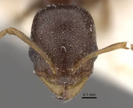 Cardiocondyla stambuloffii - CASENT0917364