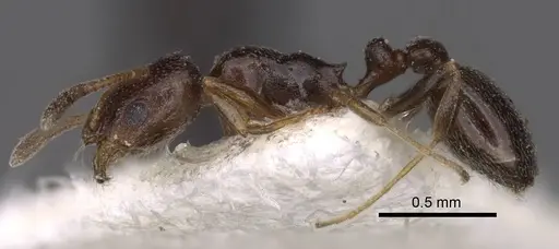 Cardiocondyla stambuloffii - CASENT0917364