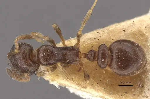 Cardiocondyla stambuloffii - CASENT0917797
