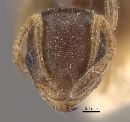 Cardiocondyla stambuloffii - CASENT0917797