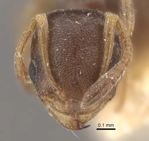 Cardiocondyla stambuloffii - CASENT0917797
