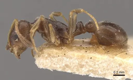 Cardiocondyla stambuloffii - CASENT0917797