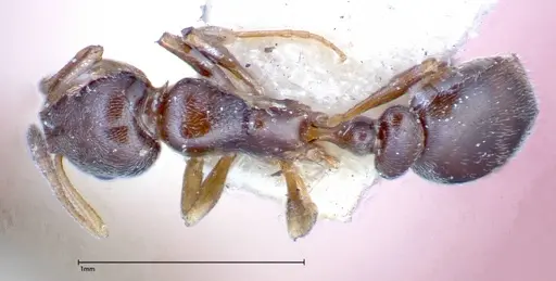 Cardiocondyla stambuloffii - FOCOL0296-1