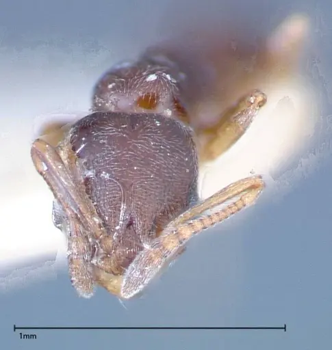 Cardiocondyla stambuloffii - FOCOL0296-1