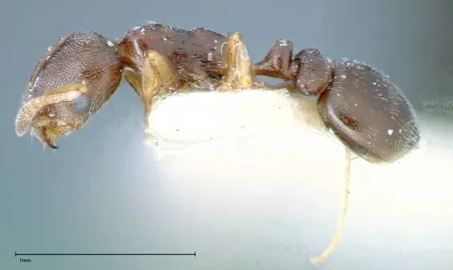 Cardiocondyla stambuloffii - FOCOL0296-1