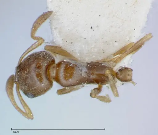 Cardiocondyla stambuloffii - FOCOL0296-2