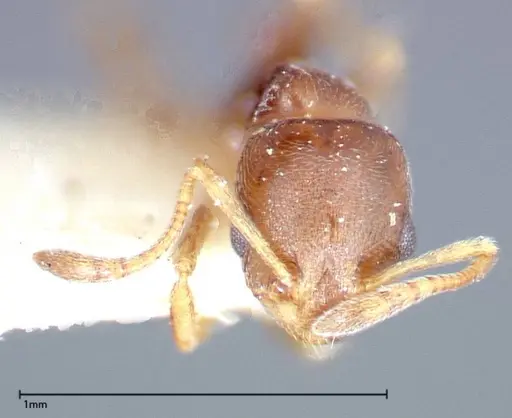 Cardiocondyla stambuloffii - FOCOL0296-2