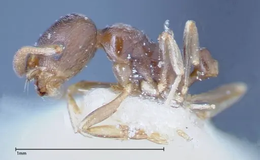 Cardiocondyla stambuloffii - FOCOL0296-2