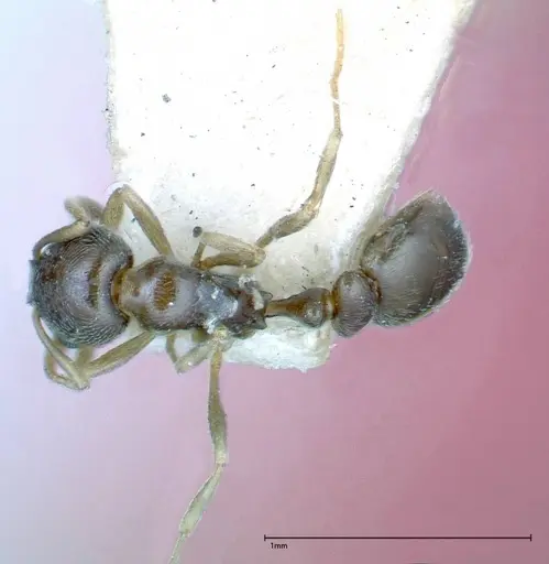 Cardiocondyla stambuloffii - FOCOL0296-3