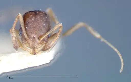 Cardiocondyla stambuloffii - FOCOL0296-3