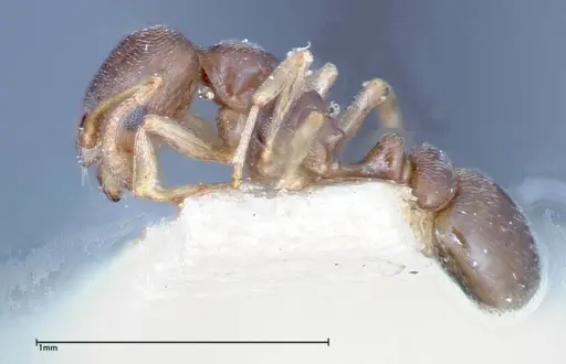 Cardiocondyla stambuloffii - FOCOL0296-3