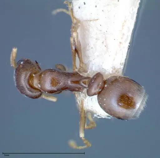 Cardiocondyla stambuloffii - FOCOL0297-1