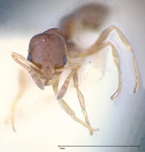 Cardiocondyla stambuloffii - FOCOL0297-1