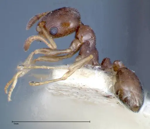 Cardiocondyla stambuloffii - FOCOL0297-1
