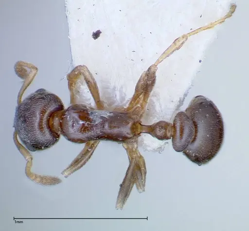 Cardiocondyla stambuloffii - FOCOL0297-2