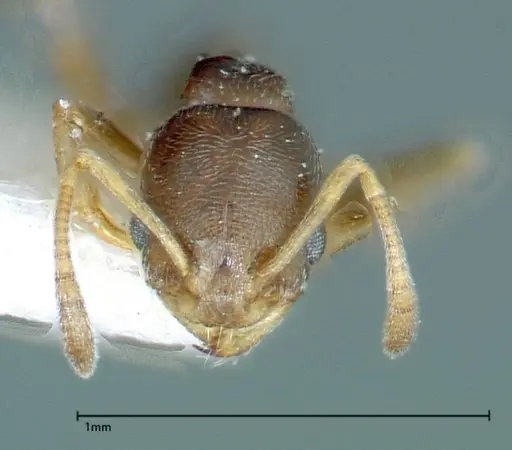 Cardiocondyla stambuloffii - FOCOL0297-2