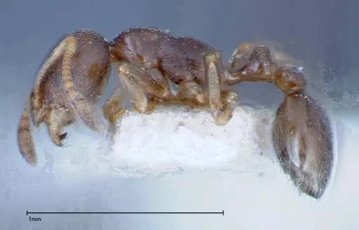 Cardiocondyla stambuloffii - FOCOL0297-2