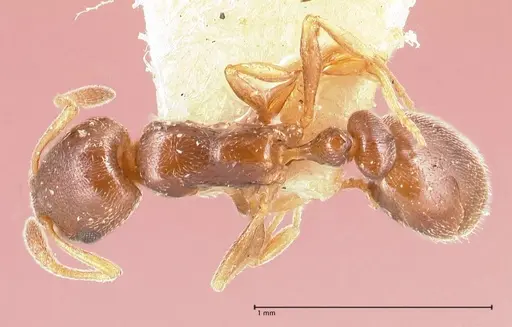 Cardiocondyla stambuloffii - FOCOL0693-1
