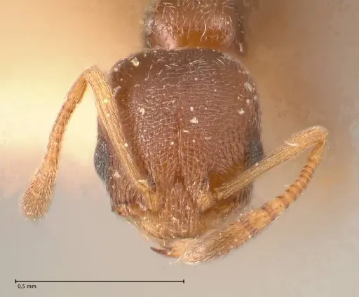 Cardiocondyla stambuloffii - FOCOL0693-1