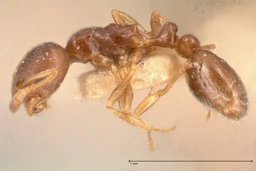 Cardiocondyla stambuloffii - FOCOL0693-1