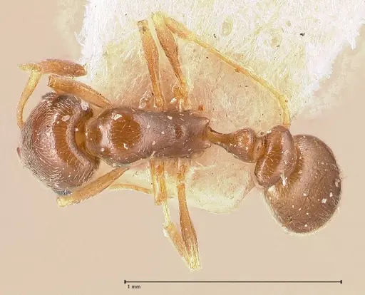 Cardiocondyla stambuloffii - FOCOL0693-2