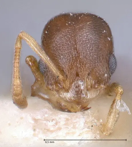 Cardiocondyla stambuloffii - FOCOL0693-2