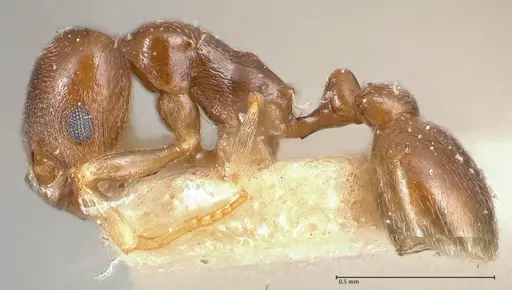 Cardiocondyla stambuloffii - FOCOL0693-2