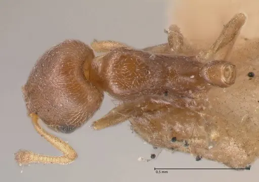 Cardiocondyla stambuloffii - FOCOL0783-1