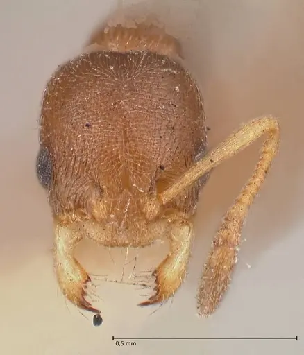 Cardiocondyla stambuloffii - FOCOL0783-1