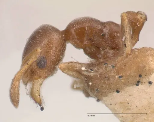 Cardiocondyla stambuloffii - FOCOL0783-1