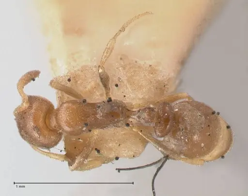 Cardiocondyla stambuloffii - FOCOL0783-2