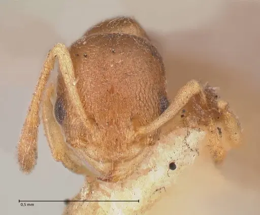 Cardiocondyla stambuloffii - FOCOL0783-2