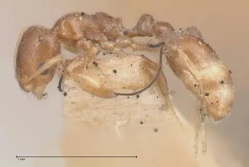 Cardiocondyla stambuloffii - FOCOL0783-2