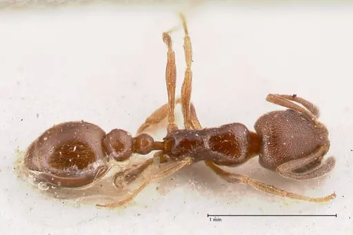 Cardiocondyla stambuloffii - FOCOL0784