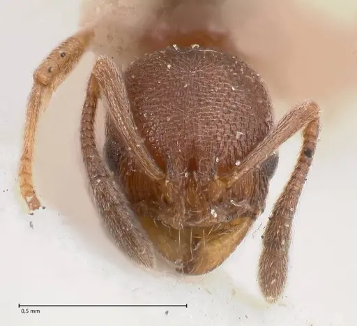 Cardiocondyla stambuloffii - FOCOL0784