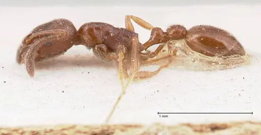 Cardiocondyla stambuloffii - FOCOL0784