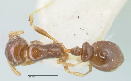 Cardiocondyla stambuloffii - FOCOL1608