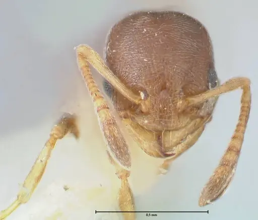 Cardiocondyla stambuloffii - FOCOL1608