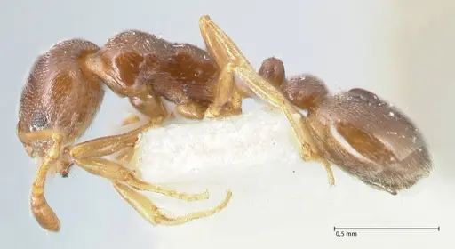 Cardiocondyla stambuloffii - FOCOL1608