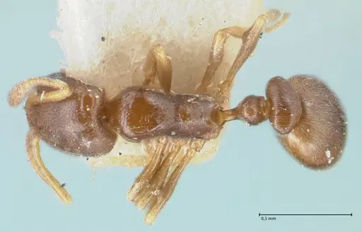 Cardiocondyla stambuloffii - FOCOL1609