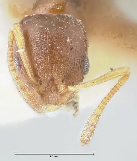 Cardiocondyla stambuloffii - FOCOL1609