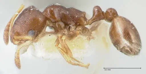 Cardiocondyla stambuloffii - FOCOL1609