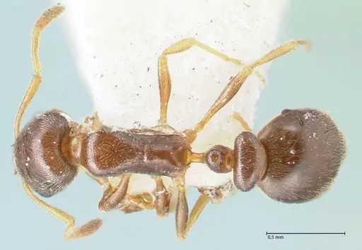 Cardiocondyla stambuloffii - FOCOL1610