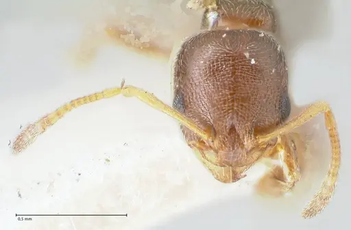 Cardiocondyla stambuloffii - FOCOL1610