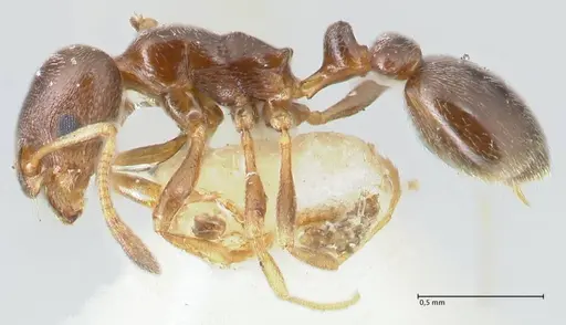 Cardiocondyla stambuloffii - FOCOL1610