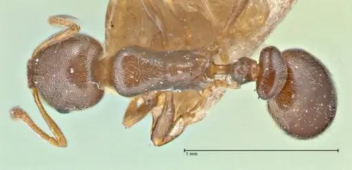 Cardiocondyla stambuloffii - FOCOL2904