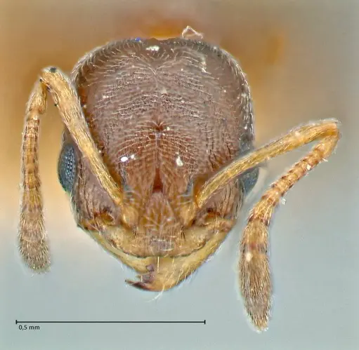 Cardiocondyla stambuloffii - FOCOL2904