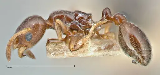 Cardiocondyla stambuloffii - FOCOL2904